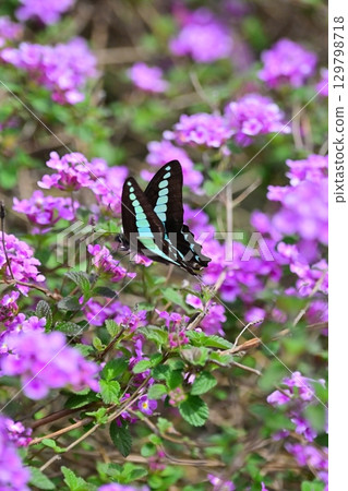 Lantana (Trailing lantana) 129798718