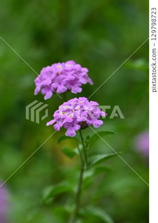 Lantana (Trailing lantana) 129798723