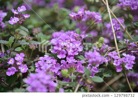 Lantana (Trailing lantana) 129798732