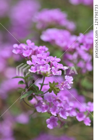 Lantana (Trailing lantana) 129798733