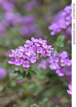 Lantana (Trailing lantana) Lantana (Trailing lantana) 129798736