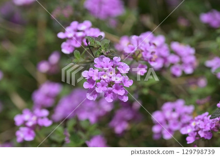 Lantana (Trailing lantana) 129798739