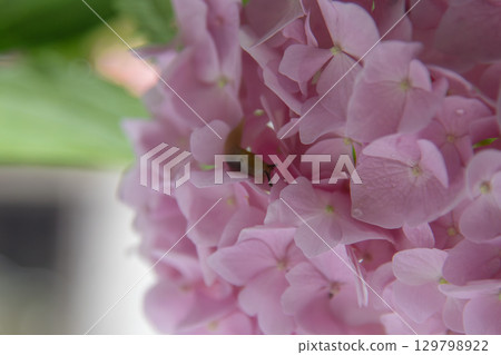 A Tiny Slug Crawling on a Beautiful Pink Hydrangea Flower Petal 129798922