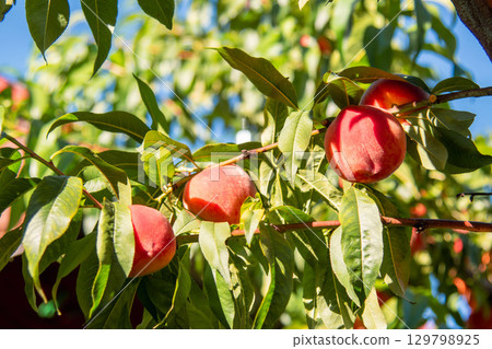 Ripe Peaches Hanging on a Tree Branch in a Sunlit Orchard Close-up 129798925