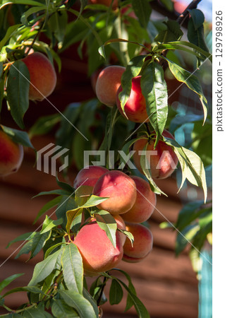 Ripe Peaches Hanging on a Tree Branch in a Sunlit Orchard Close-up 129798926