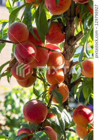 Ripe Peaches Hanging on a Tree Branch in a Sunlit Orchard Close-up 129798927
