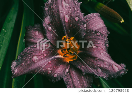 Close-up of a Dark Purple Daylily Flower with Raindrops on Petals 129798928