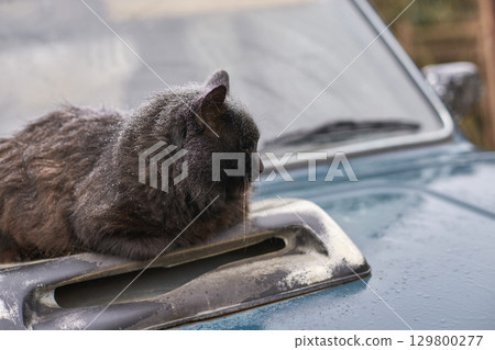 Black cat resting on car hood covered with snow on a cold winter day 129800277