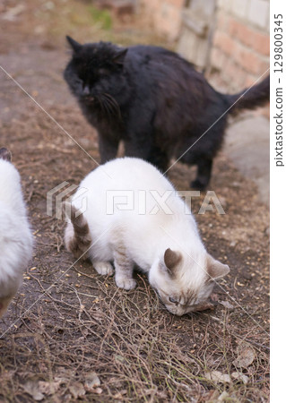 Two cats outdoors: black cat standing and white cat with grey spots sniffing Two cats outdoors: black cat standing and white cat with grey spots sniffing 129800345