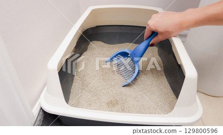 Scooping Cat Litter Box for Cleanliness Domestic Feline Hygiene and Pet Care Routine Scooping Cat Litter Box for Cleanliness Domestic Feline Hygiene and Pet Care Routine 129800596
