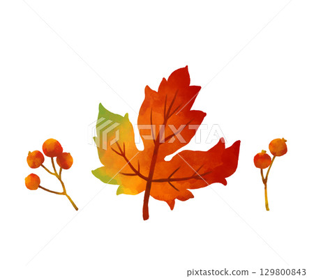 Watercolor painting of maple leaves and red berries 129800843
