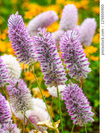 Close-up of purple-pink fuzzy wildflowers in bloom against a vibrant yellow-green background 129800900
