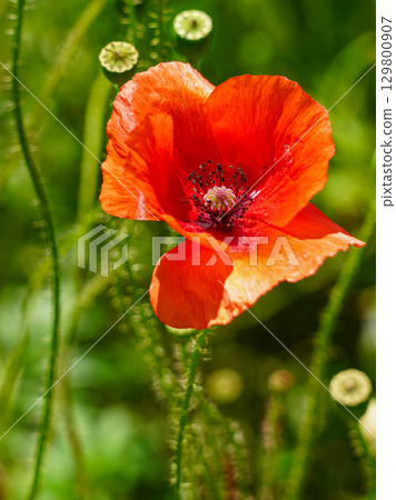 Bright red poppy flower in full bloom with delicate petals against a blurred green background Bright red poppy flower in full bloom with delicate petals against a blurred green background 129800907