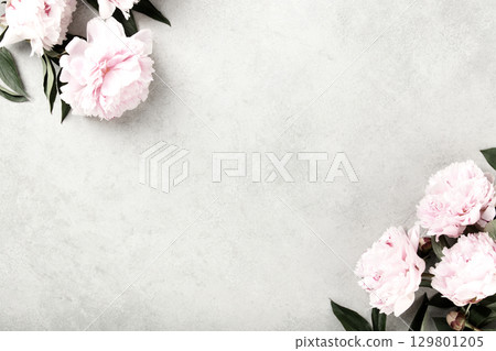 Pink Peony Flowers on Light Gray Stone Background Pink Peony Flowers on Light Gray Stone Background 129801205
