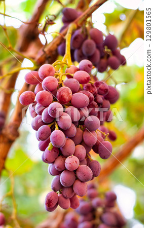 Purple grapes grown in the garden without the use of chemicals, 100% natural grapes, hang on the bushes until autumn 129801565