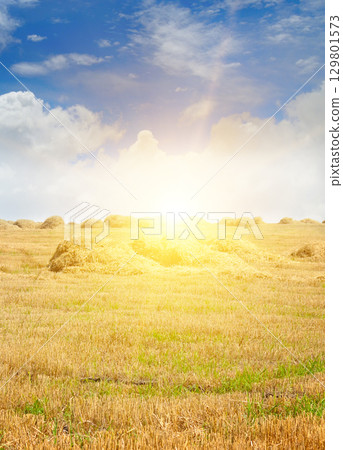 Golden Hay Field at Sunset. Golden Hay Field at Sunset. 129801573