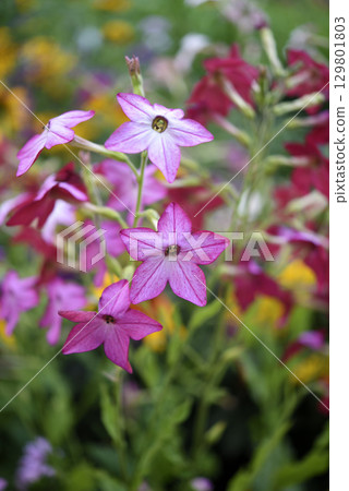Multicolored flowers of decorative tobacco. Nicotiana alata. Garden tobacco. A scattering of flowers in the garden. Multicolored flowers of decorative tobacco. Nicotiana alata. Garden tobacco. A scattering of flowers in the garden. 129801803