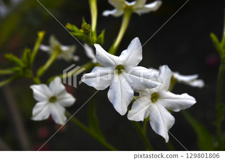 Multicolored flowers of decorative tobacco. Nicotiana alata. Garden tobacco. A scattering of flowers in the garden. 129801806