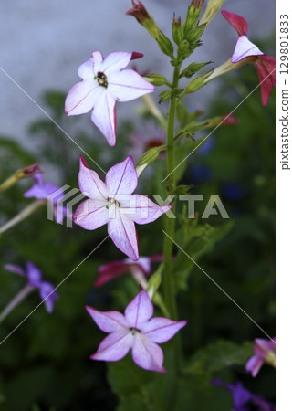 Multicolored flowers of decorative tobacco. Nicotiana alata. Garden tobacco. A scattering of flowers in the garden. 129801833