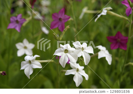 Multicolored flowers of decorative tobacco. Nicotiana alata. Garden tobacco. A scattering of flowers in the garden. Multicolored flowers of decorative tobacco. Nicotiana alata. Garden tobacco. A scattering of flowers in the garden. 129801836