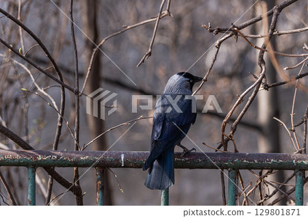 Raven birds in the spring park Raven birds in the spring park 129801871