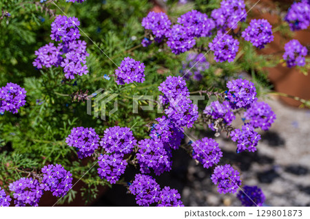 bright blue flowers in the home garden 129801873