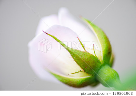 Blooming rose bush in the garden 129801968