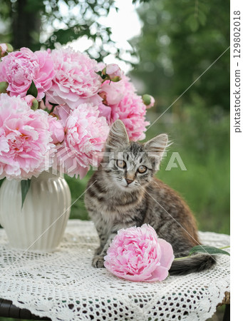 Cute tabby kitten sits next to vase of pink peonies on white crocheted tablecloth outdoors, looking at the camera. Suitable for greeting cards, calendars, social media posts and lifestyle blogs 129802018
