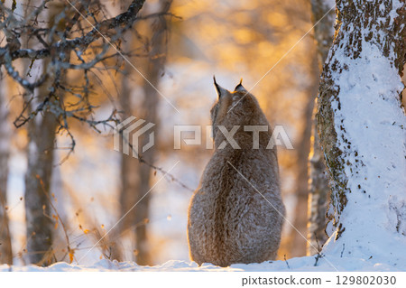 Lynx rests in snowy woodland 129802030