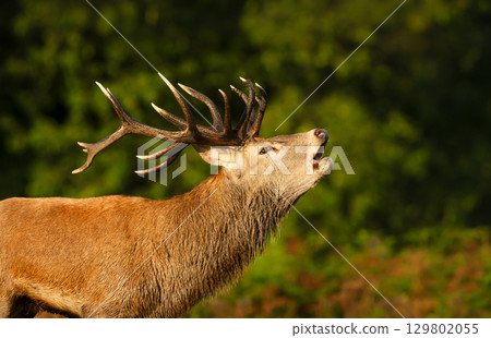 Portrait of a red deer stag calling during the rut in autumn 129802055