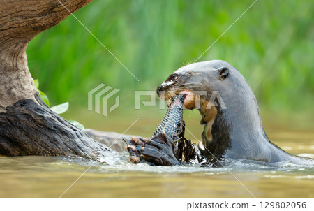 Giant otter eating fish in a river in the Pantanal, Brazil Giant otter eating fish in a river in the Pantanal, Brazil 129802056