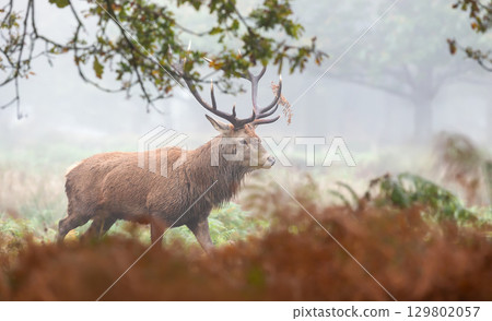 Majestic red deer stag with large antlers walking through a misty autumn forest Majestic red deer stag with large antlers walking through a misty autumn forest 129802057