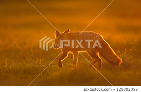 Red fox hunting in a meadow during a golden sunset 129802059