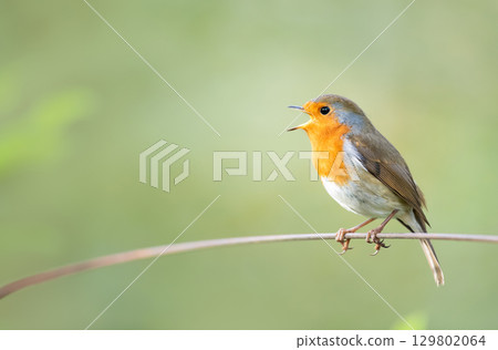 Portrait of European robin singing in spring Portrait of European robin singing in spring 129802064