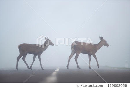 Red deer hind with calf crossing road in heavy fog Red deer hind with calf crossing road in heavy fog 129802066