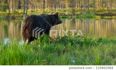 Eurasian brown bear walking near a forest pond Eurasian brown bear walking near a forest pond 129802068