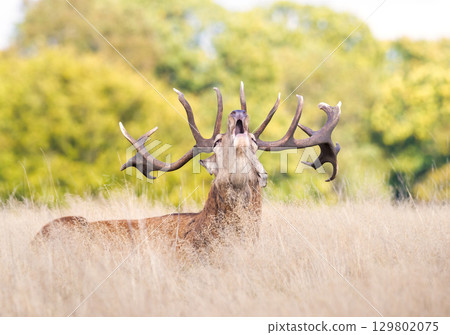 Portrait of a majestic red deer stag with large antlers calling during the rut in autumn Portrait of a majestic red deer stag with large antlers calling during the rut in autumn 129802075