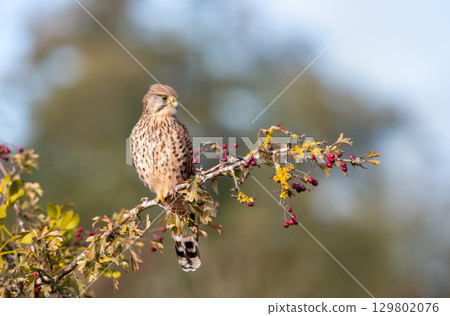 Common kestrel perched on a tree branch with red berries Common kestrel perched on a tree branch with red berries 129802076