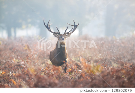 Majestic red deer stag with large antlers walking through a misty autumn forest 129802079