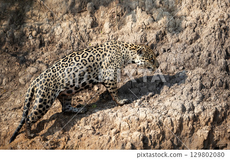Jaguar stalking prey on a riverbank in the Pantanal, Brazil 129802080