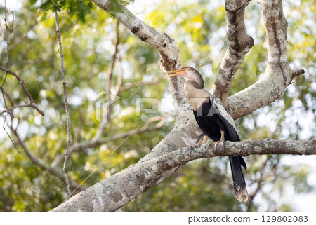Anhinga perched on tree branch in Pantanal, Brazil 129802083