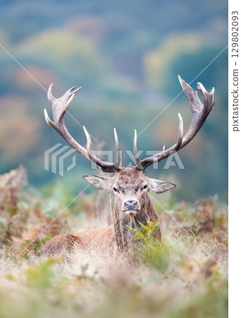 Majestic red deer stag with large antlers in autumn meadow 129802093