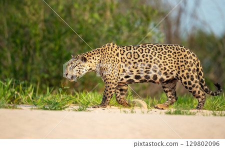 Jaguar stalking prey on a riverbank in the Pantanal, Brazil Jaguar stalking prey on a riverbank in the Pantanal, Brazil 129802096