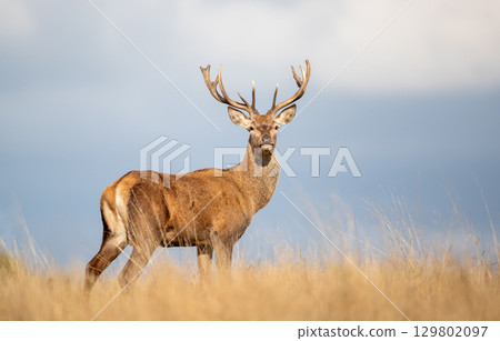 Close-up of a young red deer stag in a meadow Close-up of a young red deer stag in a meadow 129802097