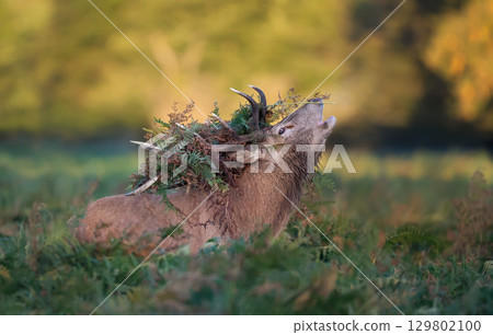 Red deer stag calling with bracken on antlers during the rut in autumn 129802100