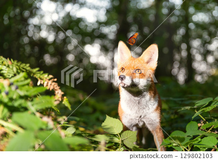 Portrait of a cute young red fox standing in a forest with a butterfly on its ear 129802103
