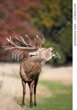 Red deer stag calling during the rut in autumn Red deer stag calling during the rut in autumn 129802104