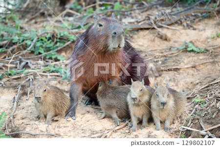Capybara mother with her pups on a riverbank in Pantanal wetlands, Brazil. 129802107