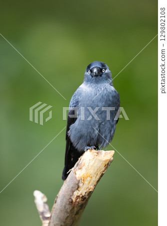 Portrait of a jackdaw perched on a tree branch 129802108