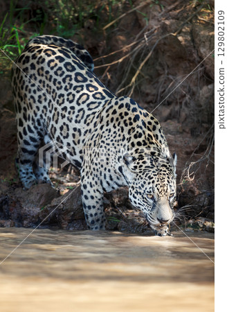 Jaguar drinking water on a riverbank in the Pantanal, Brazil 129802109